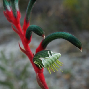 Anigozanthus manglesii